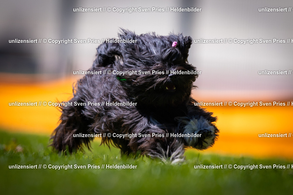 Sven Pries | 2025-08-10 - Hunderennen Durlach - Realisiert mit Pictrs.com