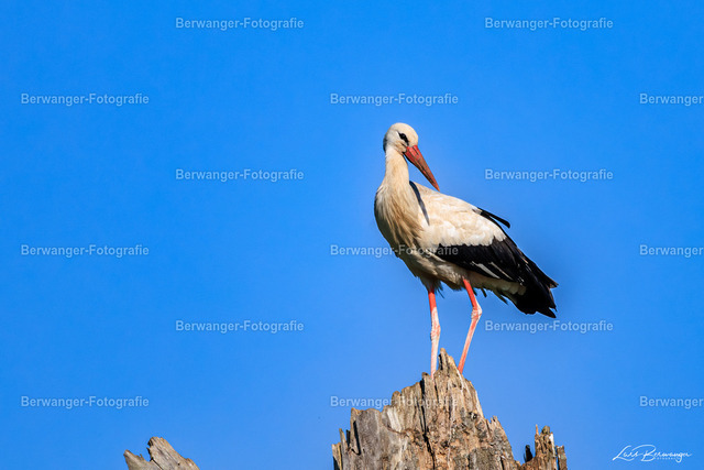 R62_5117_LGO | Berwanger Fotografie | Verschönern Sie Ihr Zuhause mit Natur-, Tier,- oder Stadtmotiven. Auf Leinwand, als Foto und vielen mehr! - Realisiert mit Pictrs.com