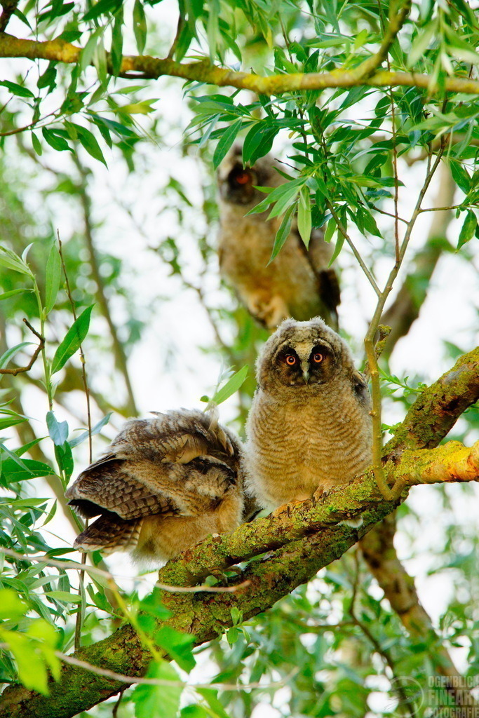 _DSC1906 | Björn Thiemann; Ogenblick.de; Fotografie; Photograph; Landscape, Pellworm, Schleswig-Holstein; Inselfotograf; Inselfotografien; Wattenmeer; National-Park; Naturschutzgebiet; Leuchtturm; Lighthouse; Leinwandbilder; Kalender; Pellworm Kalender;  - Realisiert mit Pictrs.com