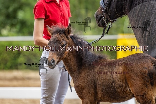 Sage Haast RR-454 | mandyhollmannphotographie