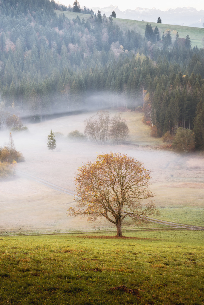 Letzte Blätter 1 | Noch einmal Wind und die Blätter sind weg - Realisiert mit Pictrs.com