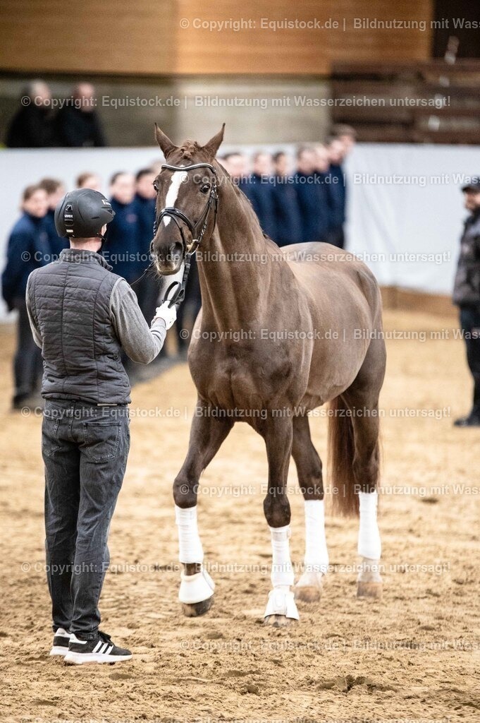 20260307_Hengstvorstellung-Marbach_0538 | equistock