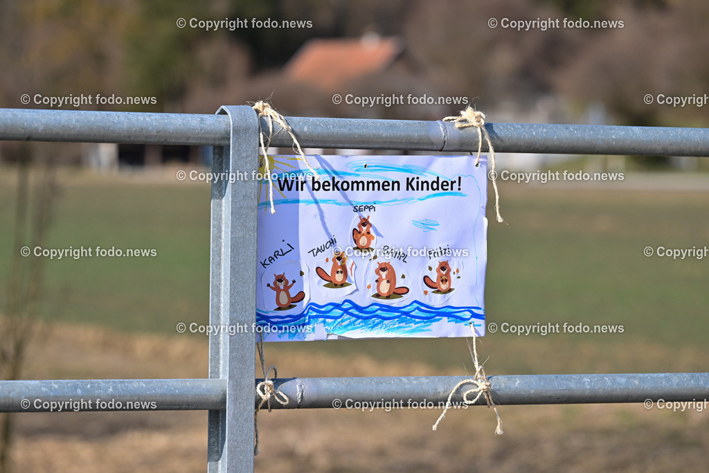 Katzing_ Dörnbach_ Biberdamm_ 07.03.2023-4 | 07.03.2023, Doernbach, AUT, Katzing, Doernbach, Biberdamm, im Bild Kinder haben Plakate gemalt um den Biber zu schuetzen, retten
