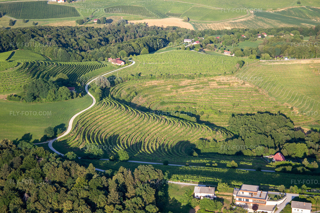 Aerial view: Vineyards at Klopca ljubezni Mestni vrh nad Ptujem in the district Mestni Vrh in Ptuj in the state Slovenia, Slovenia. – Photo: IMG_137344.jpg taken on 07/08/2023 by Werner Riehm/FLY-FOTO.com – Resolution of the original: 5472 x 3648 px