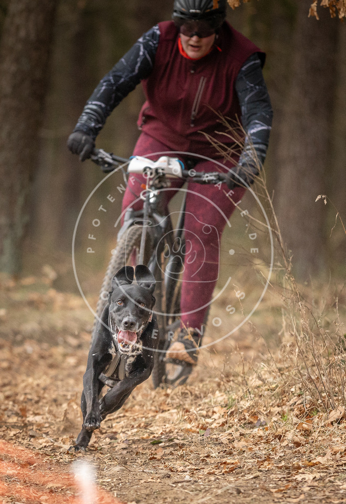 Pfotenfotografie_DV3A3324 | Hundefotografie, Tierfotograf, Pfotenfotografie, Fotoshooting Hund, Hunde Portrait, Hundesport, Hundeportraits, Heideshooting, Hunde, Sportfotograf, Hundefotograf, Turnierhundsport, THS,  - Realisiert mit Pictrs.com