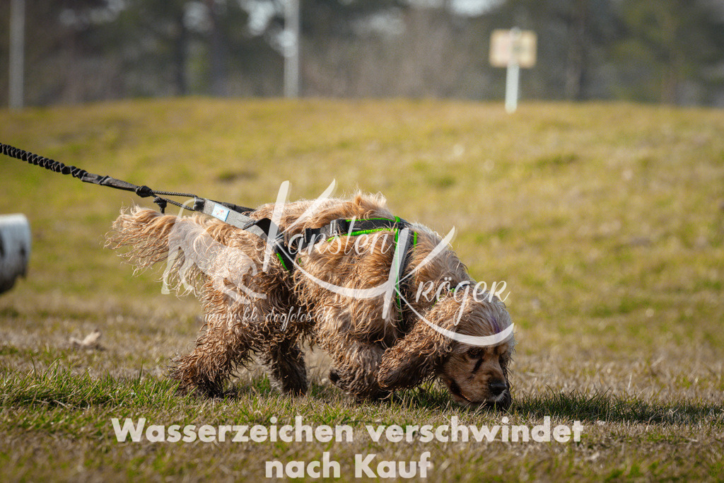 0953_ZZ90447 | kk-dogfotos