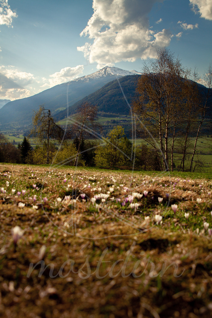 Die ersten Frühlingsboten im Lungau | Bei Veröffentlichung des Bildes ist eine Namensnennung wie folgt erforderlich: Foto: Mostdirn Irmgard Wieser - Realisiert mit Pictrs.com