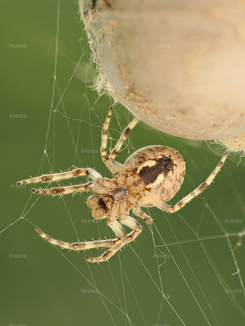 Brückenkreuzspinne (Larinioides sclopetarius) | Inanta - Realisiert mit Pictrs.com