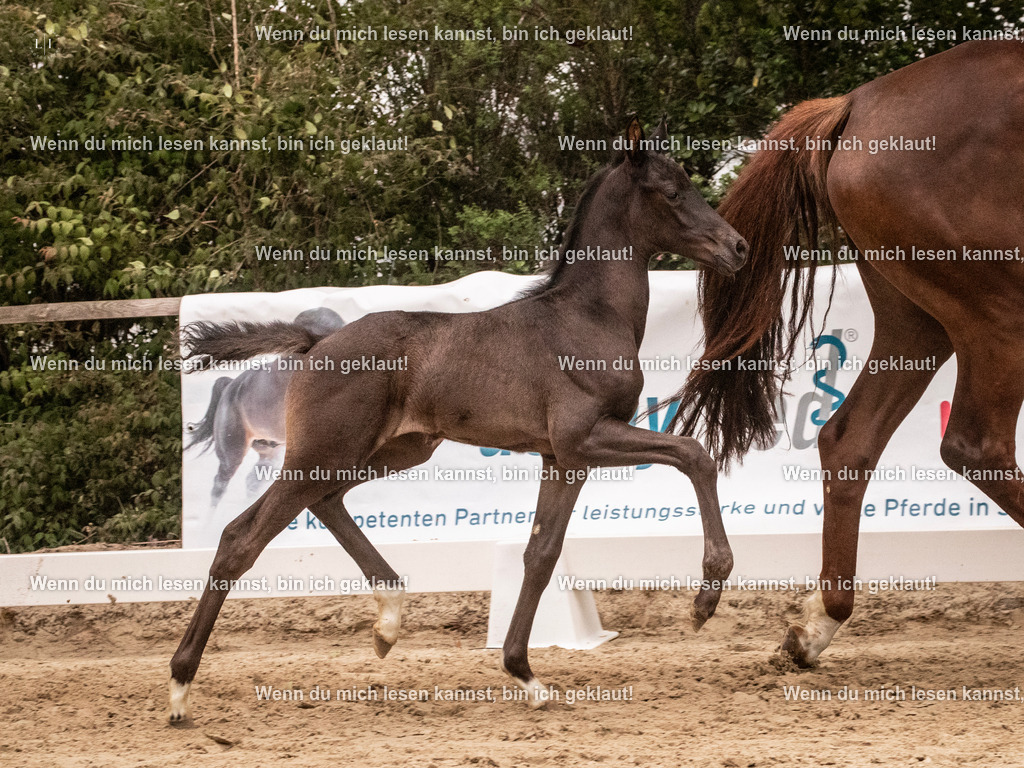 A10I5100 | photographylinaismer - Realisiert mit Pictrs.com