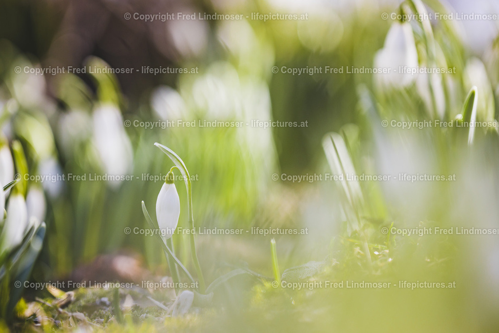 Schneegloeckchen 2019-2296 | Fotos und Fotoprodukte - Realisiert mit Pictrs.com