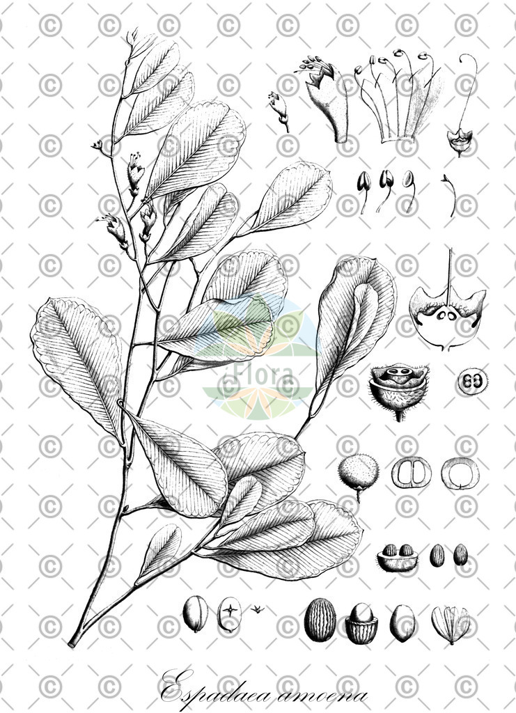 HistAbb_wfo-0000017222_1_ENZY_Simple | Historische Abbildung von Espadaea amoena - Solanaceae | Historical Illustration of Espadaea amoena - Solanaceae