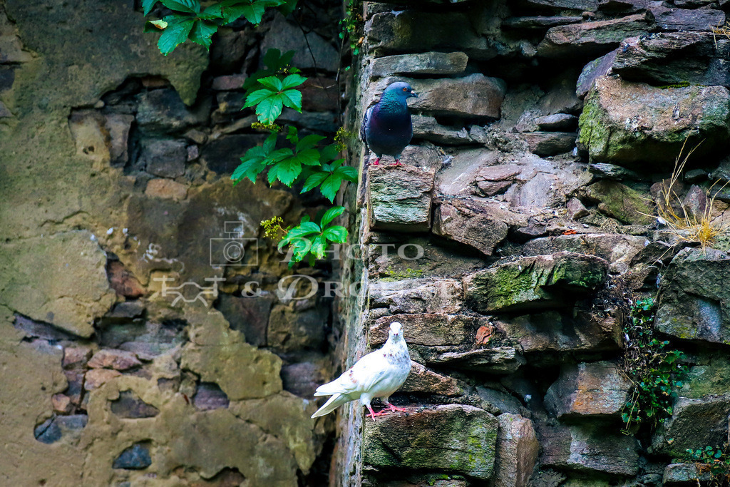 Tauben Aschaffenburg-1715 | Zwei Tauben an einer Mauer im Kühruhgraben in Aschaffenburg in Bayern. - Realisiert mit Pictrs.com