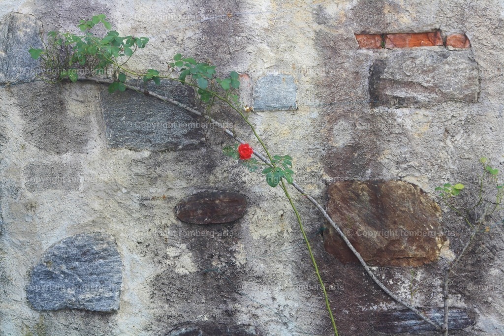 IMG_2755 | romberg-arts, romberg-arts.de, www.romberg-arts.de, Foto_Online_Shop, Julia Fuhrmann, Köln, Fotos, Fotografie, Fotokunst, Kunstdrucke, Naturfotos, Aktfotos, Nacktfotos, schwarz_weiß_Fotos, Blumenfotos, Blumen, Tiere, Beton, Korrosion, Lächeln, Drucke