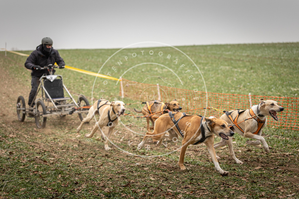 Pfotenfotografie_DV3A4367 | Hundefotografie, Tierfotograf, Pfotenfotografie, Fotoshooting Hund, Hunde Portrait, Hundesport, Hundeportraits, Heideshooting, Hunde, Sportfotograf, Hundefotograf, Turnierhundsport, THS,  - Realisiert mit Pictrs.com