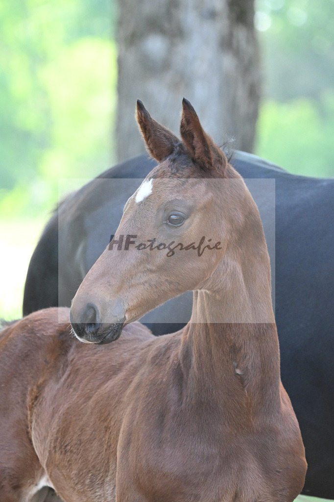 Kat-Nr. 4 HF Vitalos_Schwarz_14230104 | hf-fotografie - Realisiert mit Pictrs.com