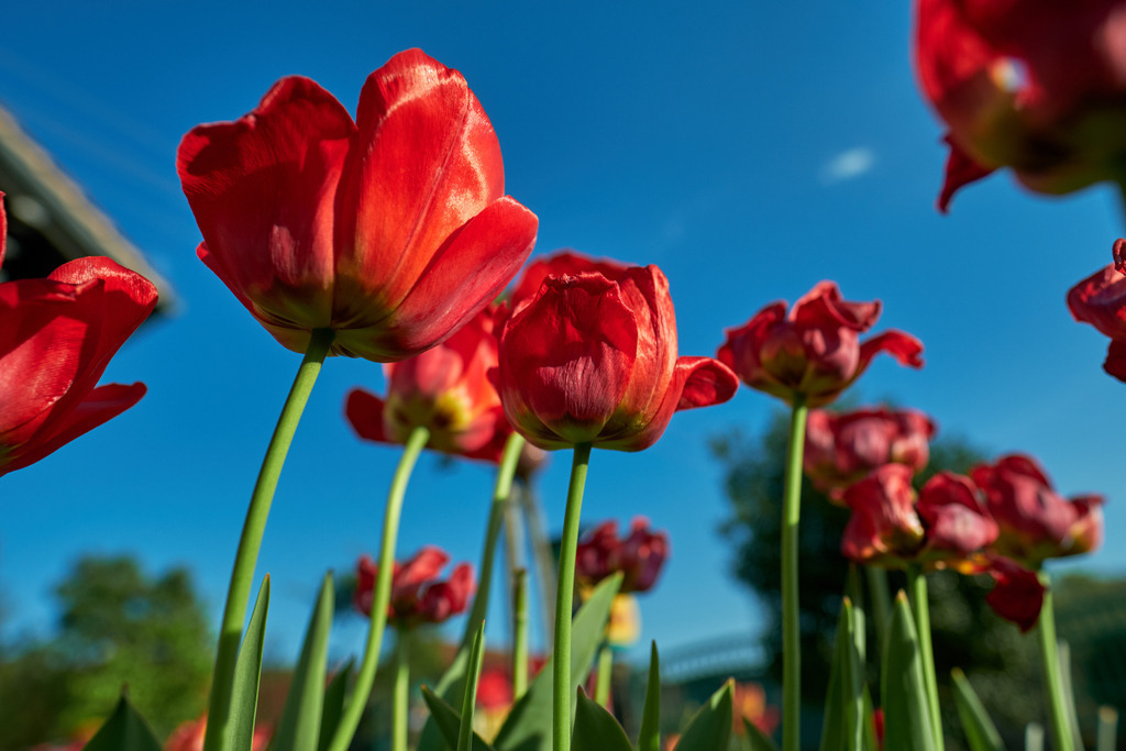 Tulpenbeet mit roten Tulpen | Austria - April 25, 2020: Impressionen aus dem Hausgarten; Tulpenbeet mit roten Tulpen und blauem Himmel. - Realisiert mit Pictrs.com