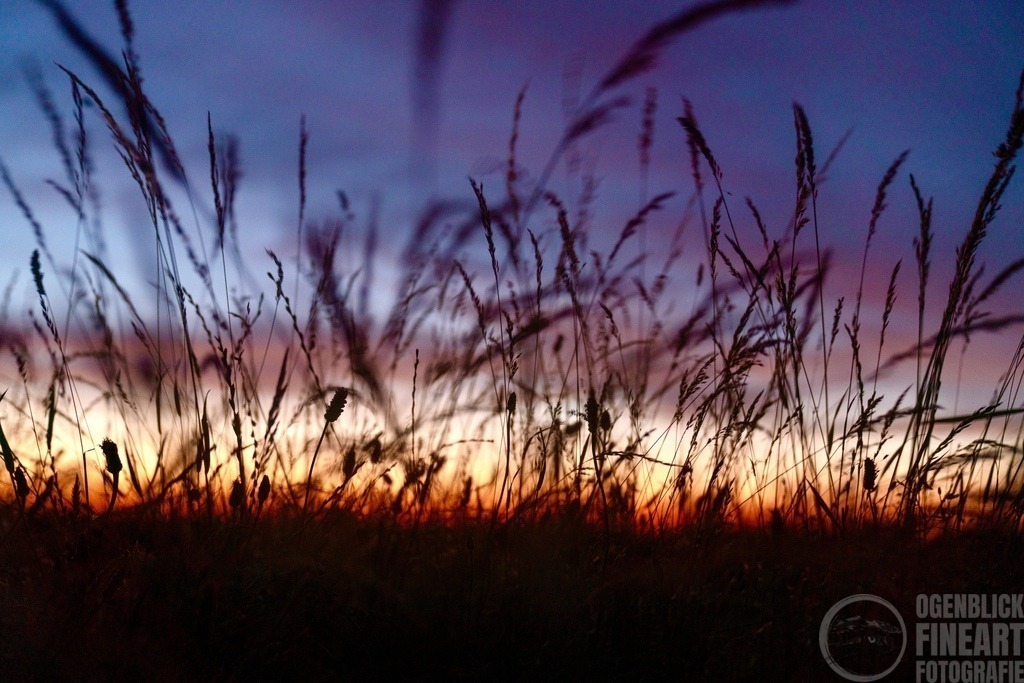 _M_D7741 | Björn Thiemann; Ogenblick.de; Fotografie; Photograph; Landscape, Pellworm, Schleswig-Holstein; Inselfotograf; Inselfotografien; Wattenmeer; National-Park; Naturschutzgebiet; Leuchtturm; Lighthouse; Leinwandbilder; Kalender; Pellworm Kalender;  - Realisiert mit Pictrs.com