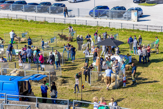 SchaZie Tag | Bildershop von pixelworld.at - Realisiert mit Pictrs.com