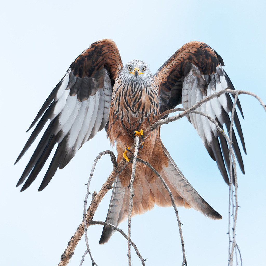 Rotmilan | Simone Sonderegger Photography