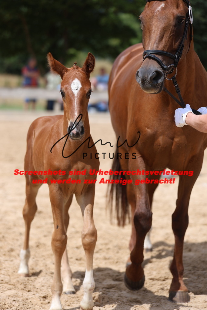 Fohlenschau_Schwäbisch_Hall_dressurbetonte_Fohlen_KN 18_6 | lmwpictures - Realisiert mit Pictrs.com