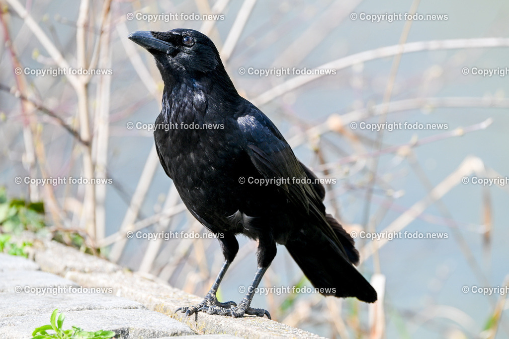 Vögel_ 15.03.2026-6 | 15.03.2026, LINZ, AUT, Themenbild, im Bild Vogel, Rabe, Krähe, Rabenvogel, schwarzer Vogel, Corvus, glänzendes schwarzes Gefieder, kräftiger Schnabel, stehender Vogel, Vogelporträt, Wildvogel, Naturfotografie, Tierfotografie, Seitenansicht, Nahaufnahme, Vogel auf Stein, Steinmauer, Äste im Hintergrund, unscharfer Hintergrund, Bokeh, Tageslicht, europäische Vogelart, Symbolbild, Feature