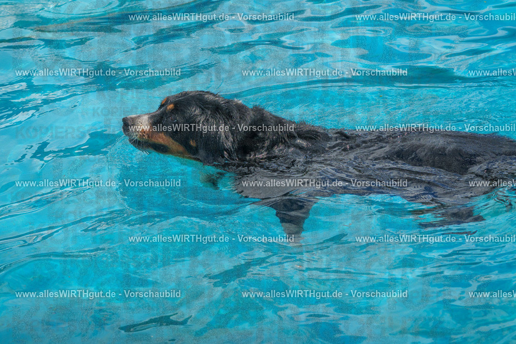 Hundeschwimmen_Grefrath_2026-allesWIRTHgut_Tierfotografie-13_35-FAY00664 | Professionelle Tierfotografie in Mönchengladbach von Daniel Wirth (allesWIRTHgut). Liebevolle & natürliche Bilder von Hunden & Katzen für unvergessliche Erinnerungen.