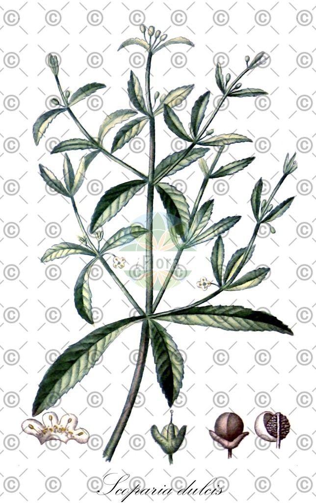 HistAbb_wfo-0001175451_1_ENZY_Simple | Historische Abbildung von Scoparia dulcis - Plantaginaceae | Historical Illustration of Scoparia dulcis - Plantaginaceae