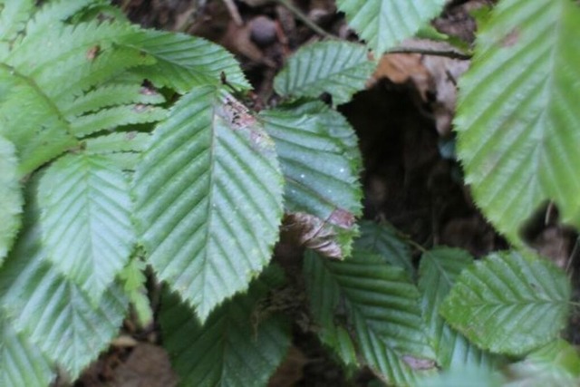 blaetter-der-hain-oder-weissbuche | Verkauf von Fotos und  Videoclips zumThema Natur.Motive sind Pflanzen, Tiere, Landschaftenund Wetter - Realisiert mit Pictrs.com