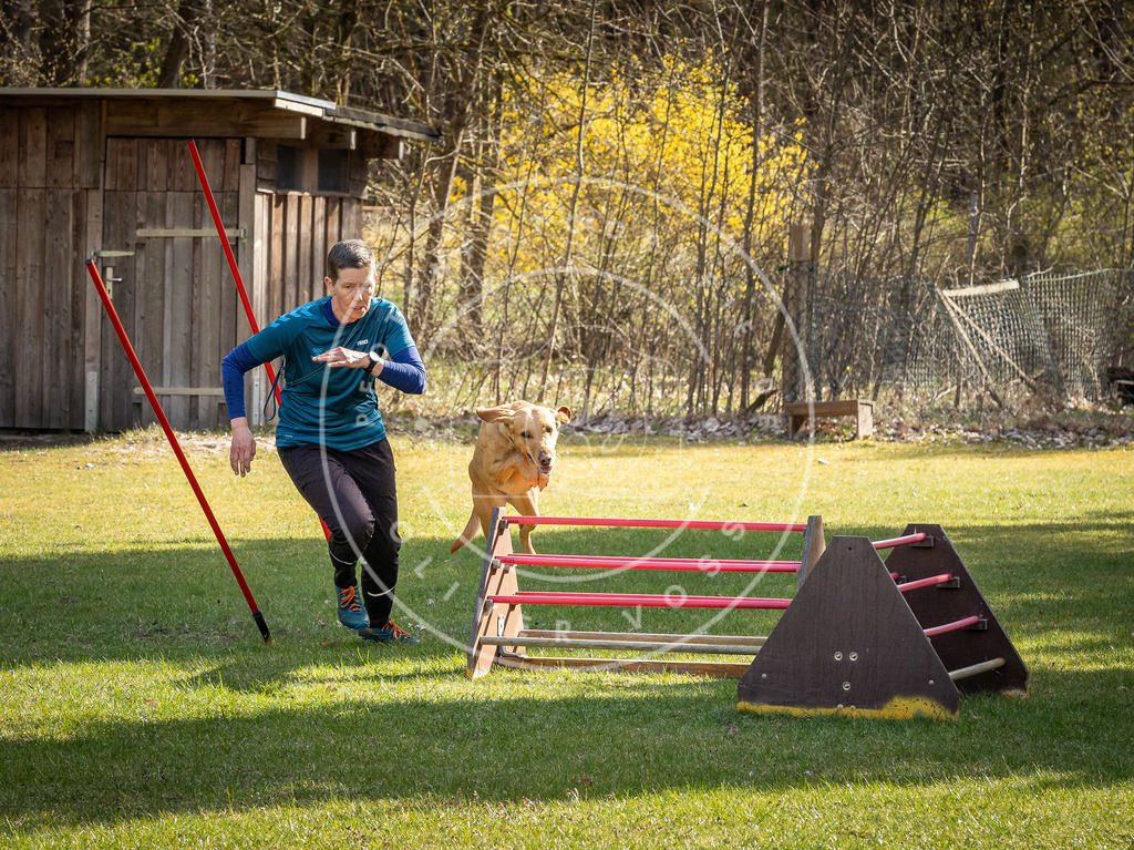Pfotenfotografie_DV3A1420 | Hundefotografie, Tierfotograf, Pfotenfotografie, Fotoshooting Hund, Hunde Portrait, Hundesport, Hundeportraits, Heideshooting, Hunde, Sportfotograf, Hundefotograf, Turnierhundsport, THS,  - Realisiert mit Pictrs.com