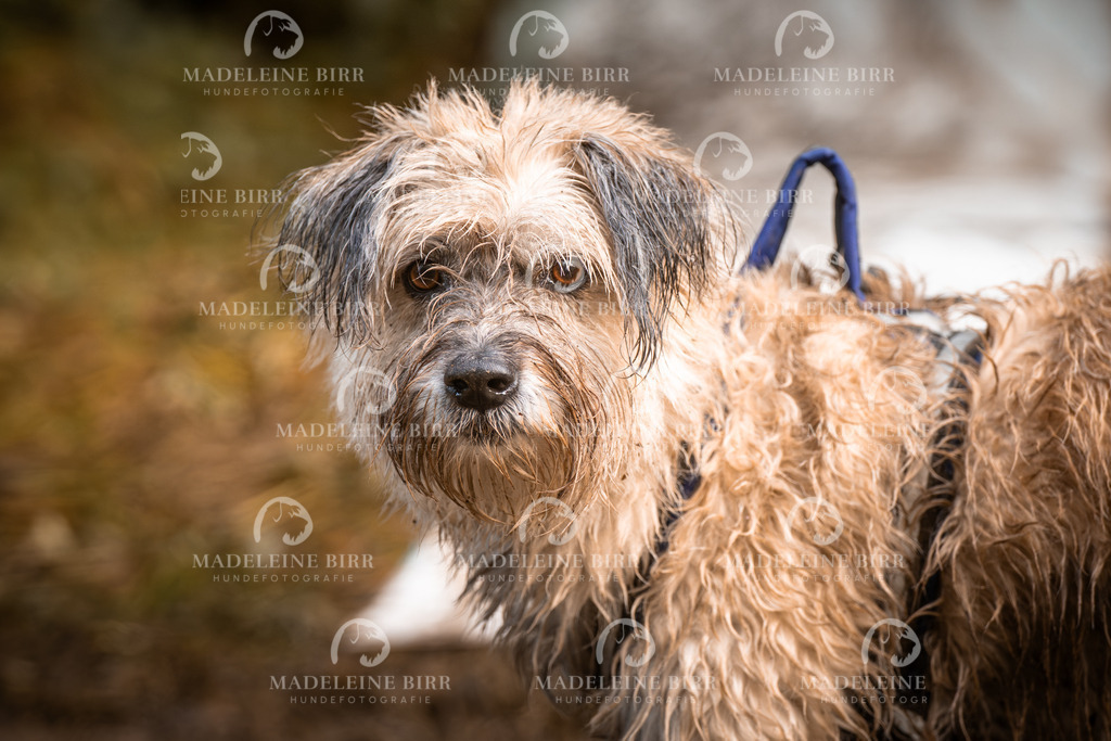 madeleinebirr-fotografie2025.campcanis.sa.15-16Uhr-556 | hundefotografie-birr