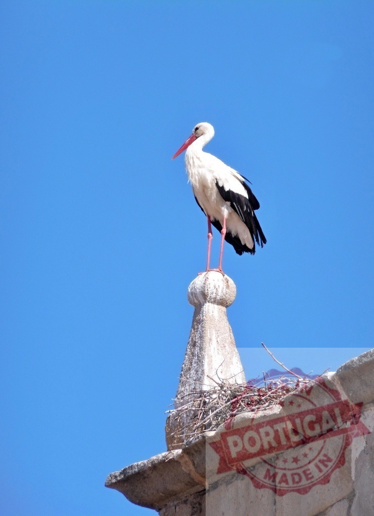 White stork standing on stone finial above nest | White stork posing on a building finial with its stick nest below, against a clear blue sky - Realisiert mit Pictrs.com