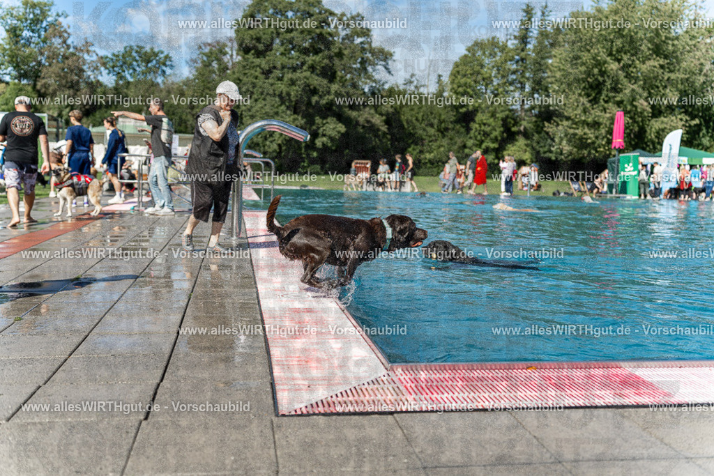 Hundeschwimmen_Volksbad_2026-allesWIRTHgut_Tierfotografie-2609061157-110704-7R509984 | Professionelle Tierfotografie in Mönchengladbach von Daniel Wirth (allesWIRTHgut). Liebevolle & natürliche Bilder von Hunden & Katzen für unvergessliche Erinnerungen.
