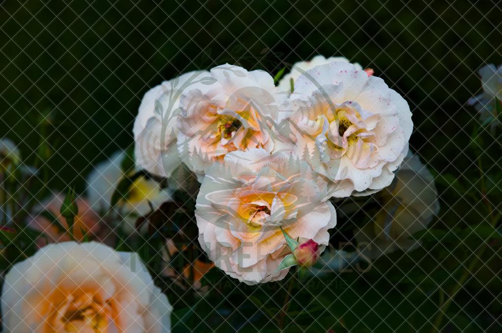 Roses Blooming  | Different Version to Roses Blooming 1 - Realisiert mit Pictrs.com