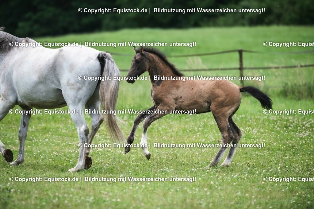 20210623_Fohlen_0418 | Foto: Thomas Hartig