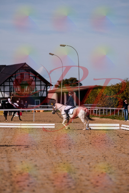 2026_10_03_Siefer-Hof_114915_Z81_88681010 | Professionelle Reitsport-, Turnier- und Eventfotografie von Robert Broda. Galerien mit ausgewählten und bearbeiteten Bildern direkt online ansehen und bestellen.