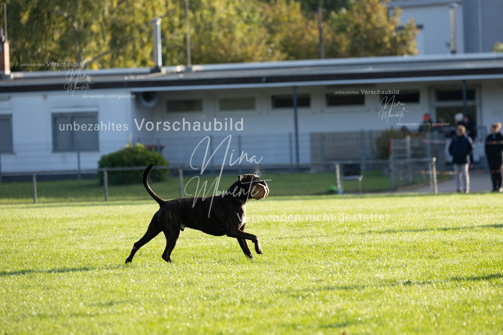 _16A6167 | Einzigartige Fotos von Hunden & Menschen –Actionfotos, Portraits, Vereinsaufnahmen & Paarshootings – authentisch, lebendig & mit Herz.