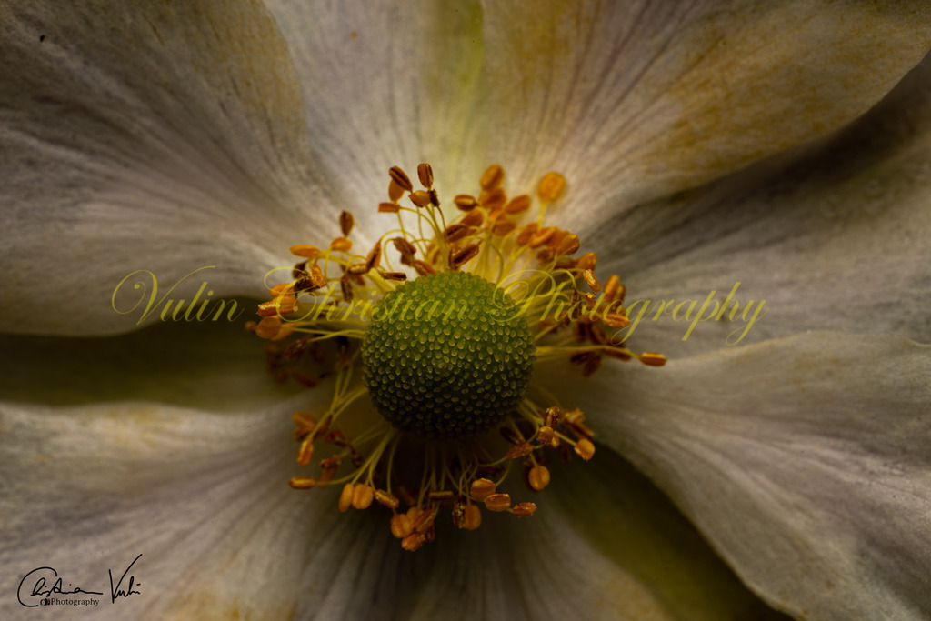 MN 33 | Christian Vulin  - Realisiert mit Pictrs.com