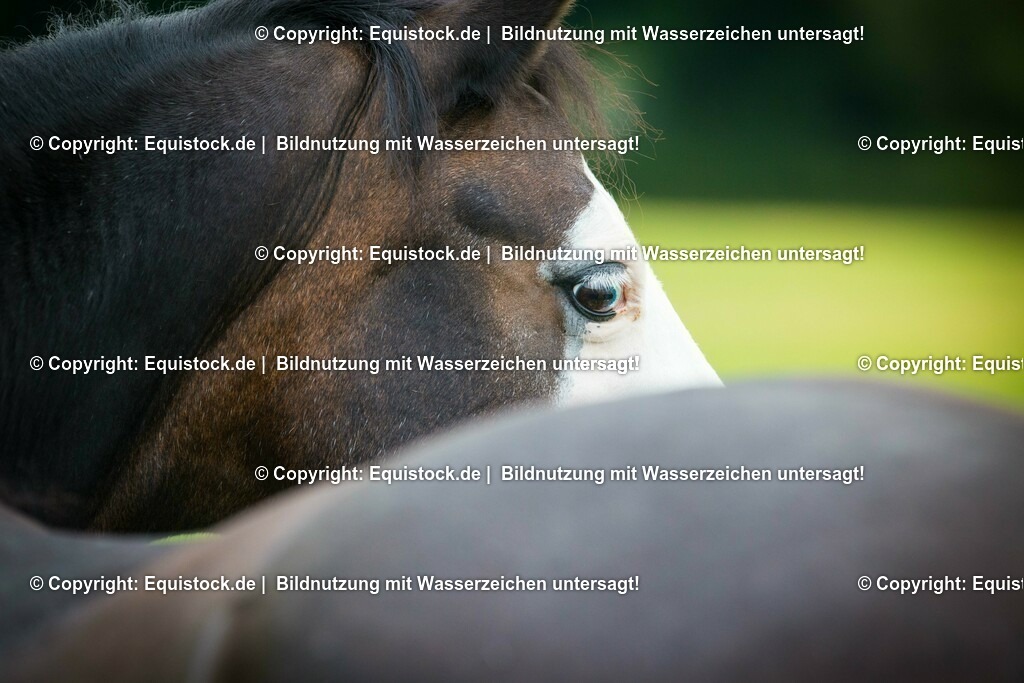 20150820_TOMsPiC_0252 | equistock