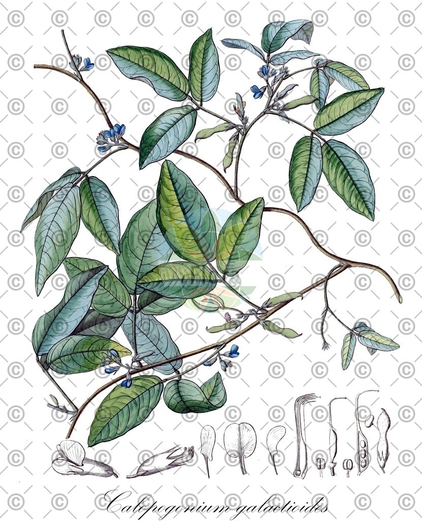 HistAbb_wfo-0000343571_1_ENZY_Simple | Historische Abbildung von Calopogonium galactioides - Fabaceae | Historical Illustration of Calopogonium galactioides - Fabaceae