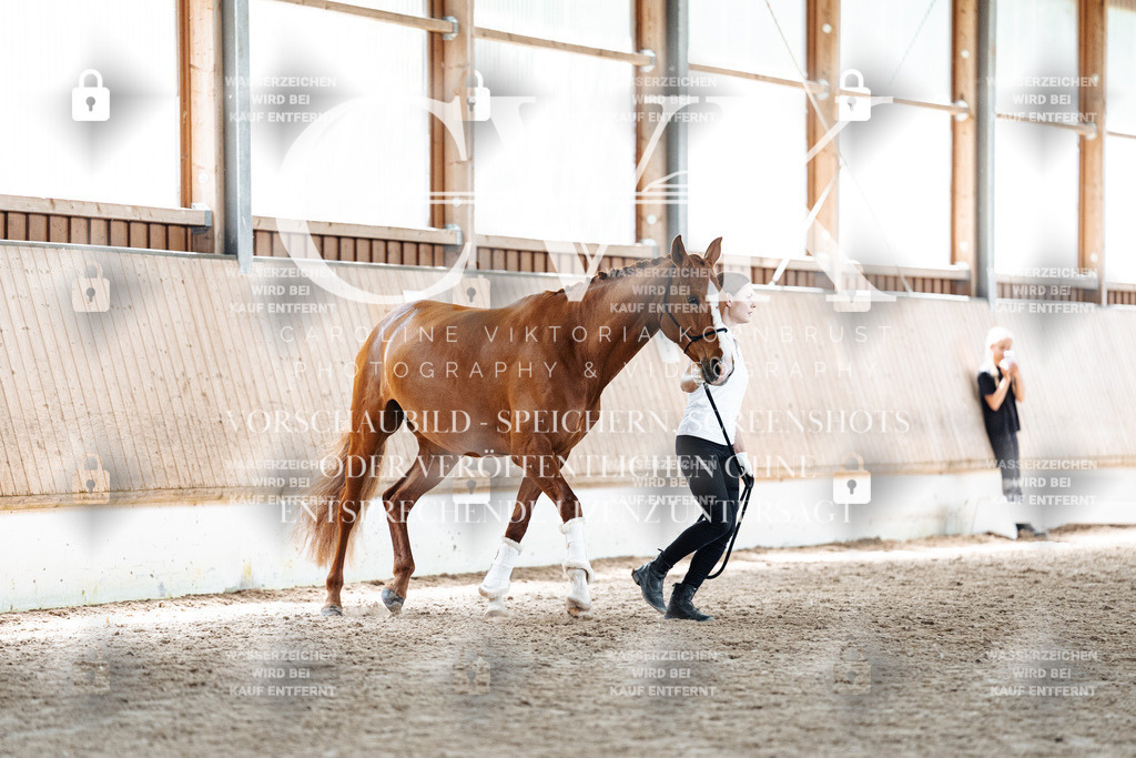 CK907629 | Turnierfotografie Pferdefotografie Trier Rheinland-Pfalz Pferdesport Reitsport Tierfotografie Sportfotografie Pferdevideo Pferdevideografie Equestrianvideography equestrianphotography  - Realisiert mit Pictrs.com