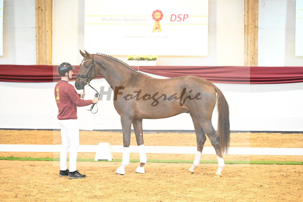 Kat-Nr. 58 v. Vivino_Gestuet Greim_66222305 | hf-fotografie - Realisiert mit Pictrs.com