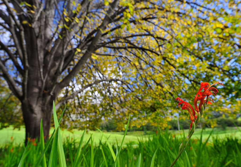 madeira-2010-374 | In den Gärten der Quinta do Palheiro / Blendys Gardens. Im Vordergrund eine blühende Montbretie (Crocosmia). Montbretien sind eine Gattung in der Familie der Schwertliliengewächse (Iridaceae). Der Habitus der Arten und Sorten erinnert entfernt an Gladiolen. Einige Sorten werden als Zierpflanzen in Parks und Gärten angepflanzt. - Realisiert mit Pictrs.com