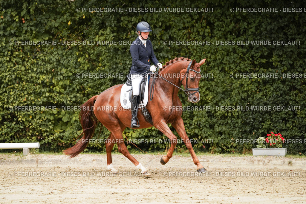 DSC09386 | Pferdegrafie