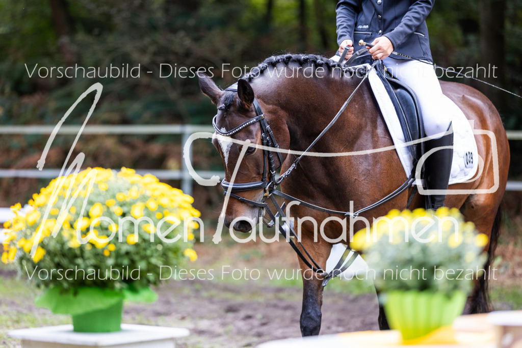HB-Dressur-WB-025 | MomenTaufnahmen Pferdesportfotos