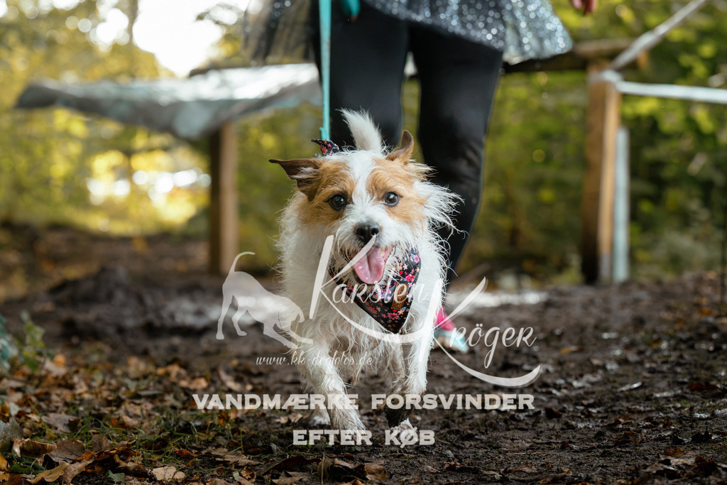 1401DZ6_0922Z6 | kk-dogfotos