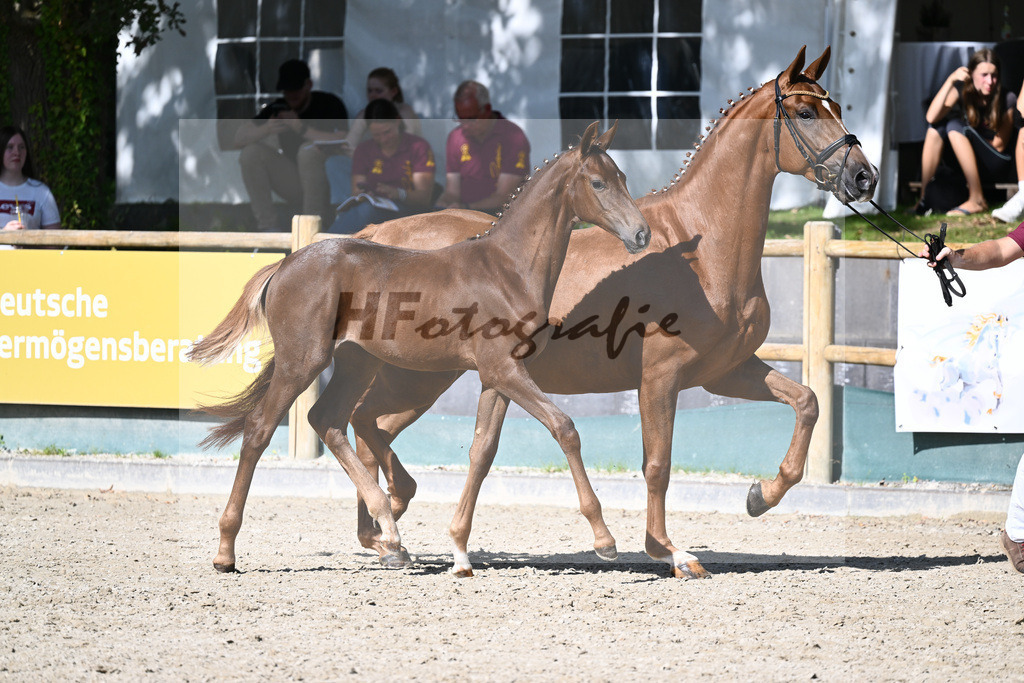 Praesentation Auktionsfohlen_36230386 | hf-fotografie - Realisiert mit Pictrs.com