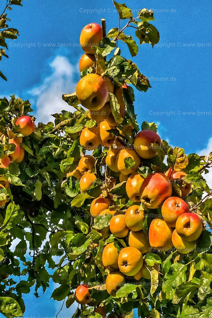 PDM2_4418_Apfelbaum_80x120 | DIGITALKUNST. Apfelbaum. __ Zweig mit Äpfeln vor blauem Himmel. - Realisiert mit Pictrs.com