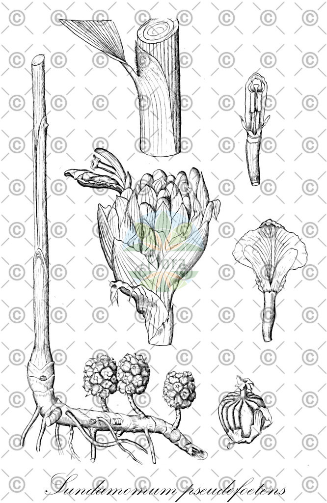 HistAbb_wfo-0000317662_1_ENZY_Simple | Historische Abbildung von Sundamomum pseudofoetens - Zingiberaceae | Historical Illustration of Sundamomum pseudofoetens - Zingiberaceae