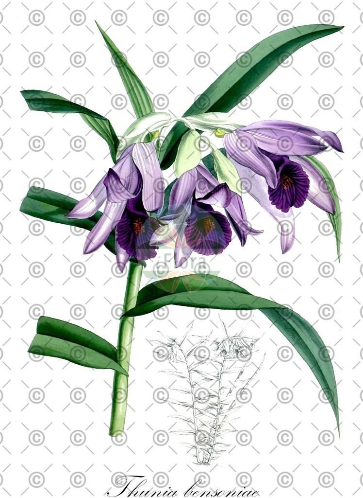 HistAbb_wfo-0000323588_1_ENZY_Simple | Historische Abbildung von Thunia bensoniae - Orchidaceae | Historical Illustration of Thunia bensoniae - Orchidaceae