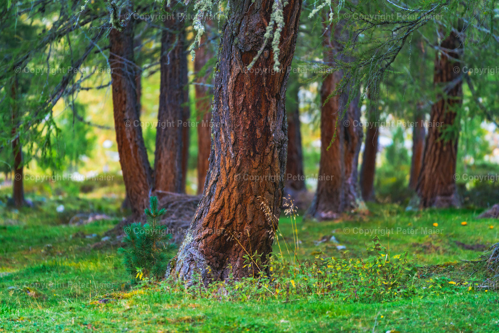 Divers_Erlebnisraum_Wald_23_Peter_Maier-363 | piet_flosse